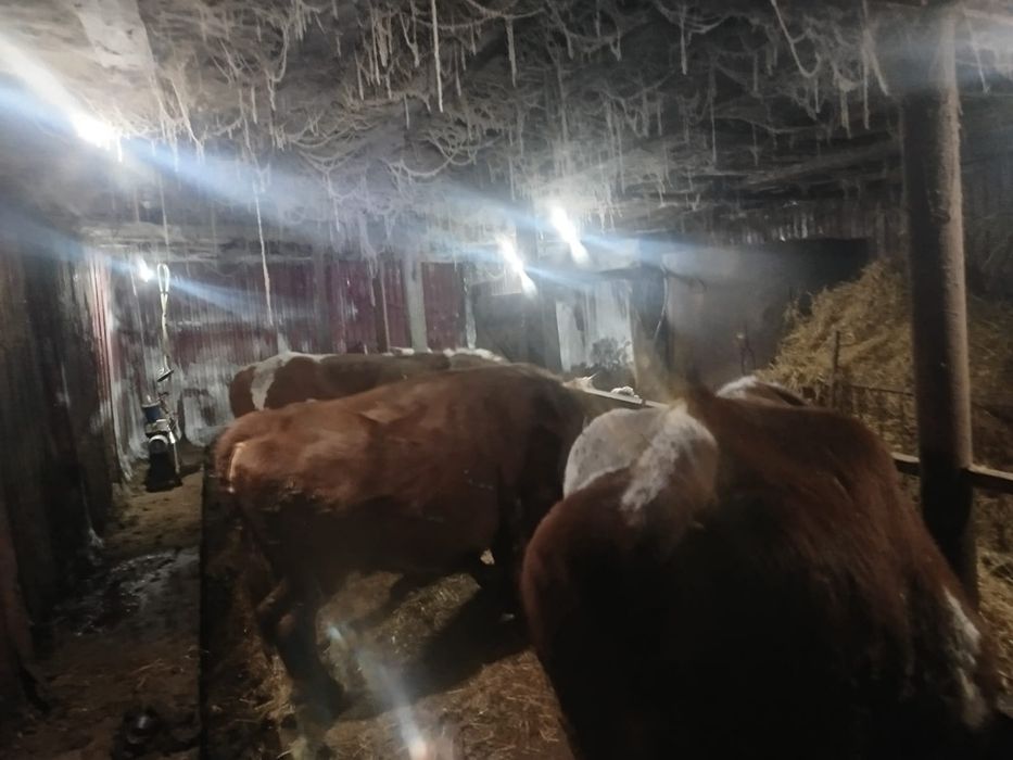 Продам 4 коровы и 1 тёлочка