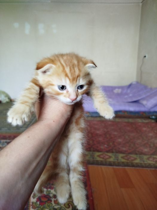 Продаются котята,британцы короткошорстные