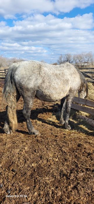 Лошади четыре кобылы