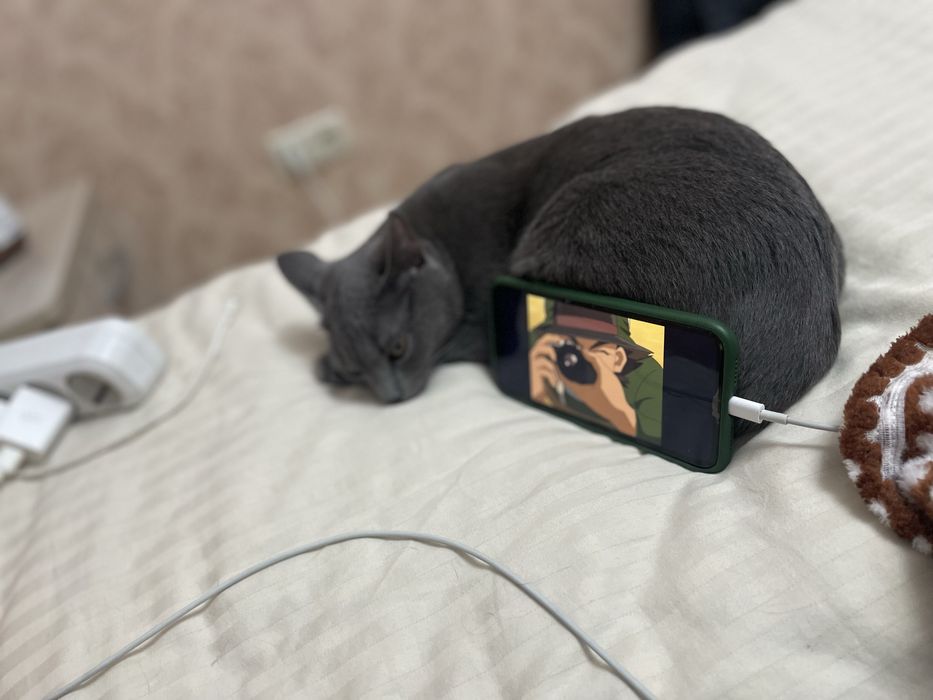 Отдам кошку в добрые руки