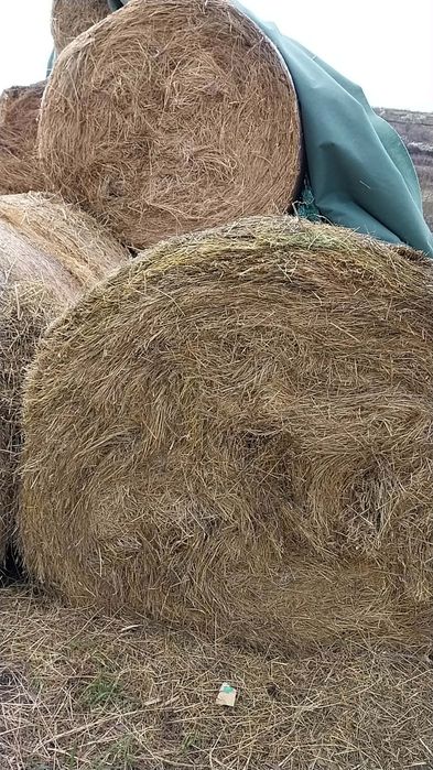 Baloti  de lucerna fan