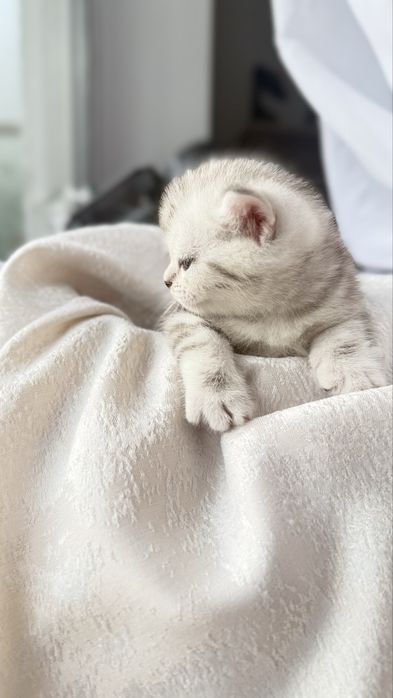 Продаются очаровательные котята