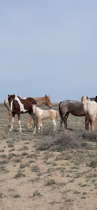 Үйір сатылады 6 бас