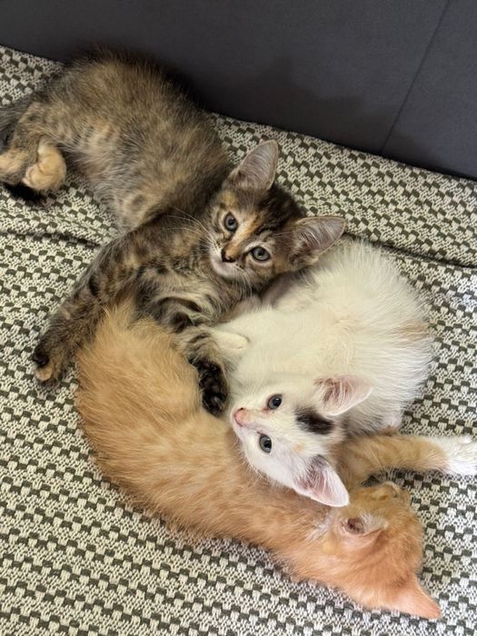 Отдам котенка в добрые руки