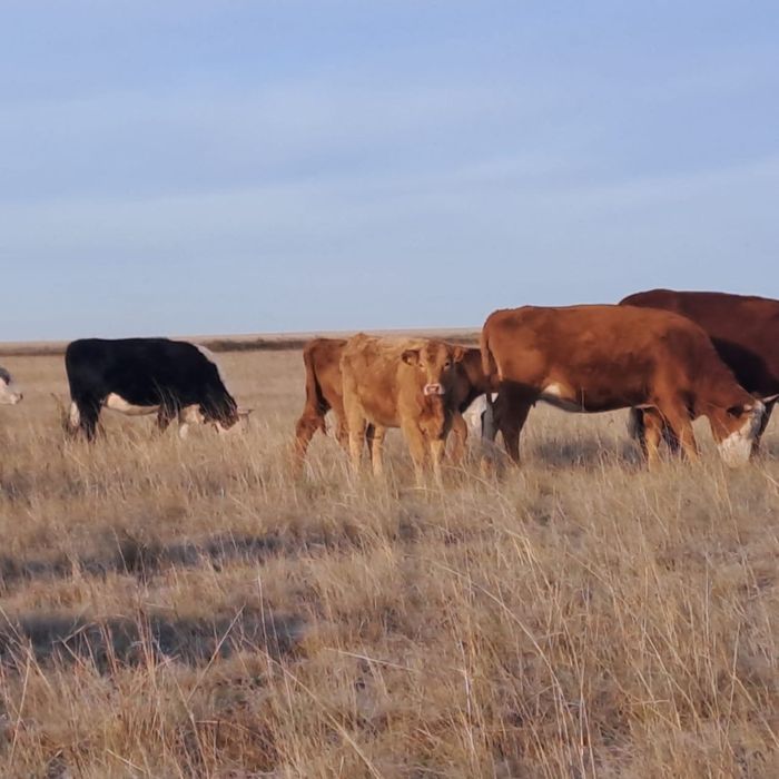 Продам подсосных телок