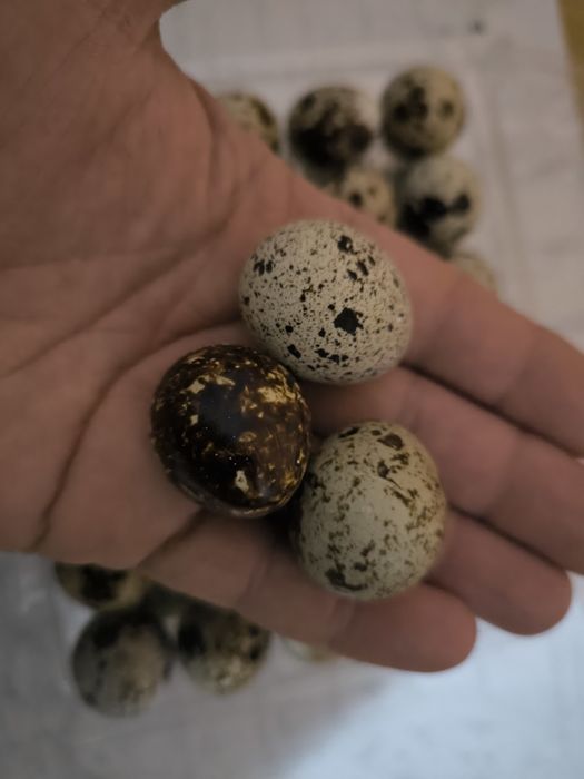 Ouă prepelițe consum