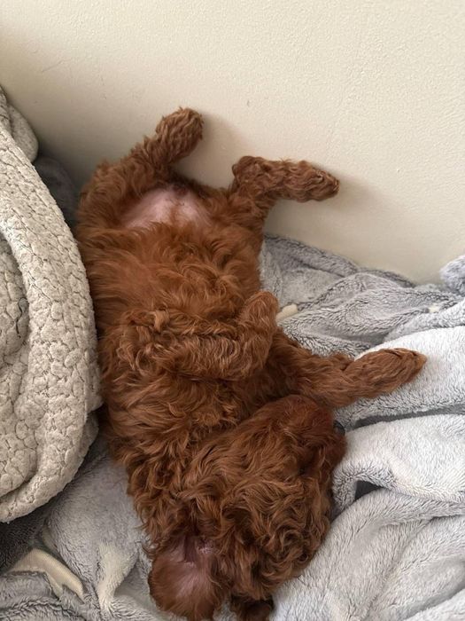 Эксклюзивные щенки той пуделя