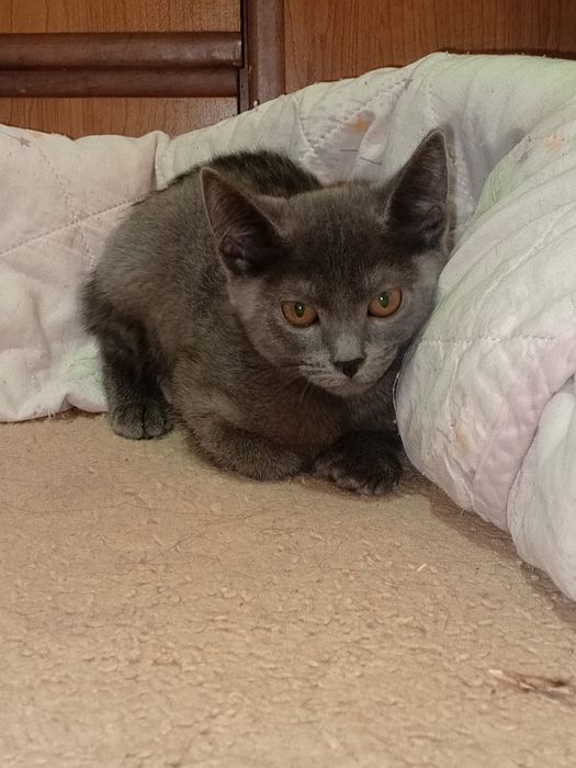 Отдам пушистика  в верные руки