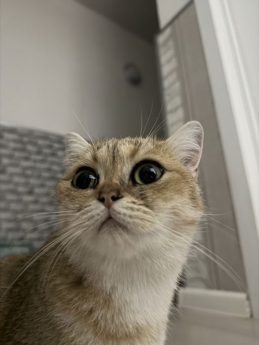 Золотая шиншилла