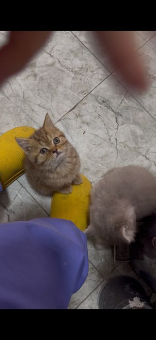 Продается котёнок