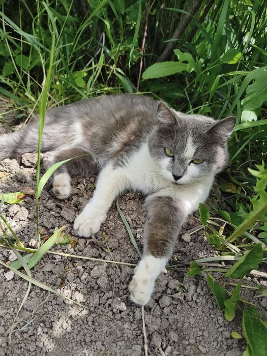 Котята крысыловка.