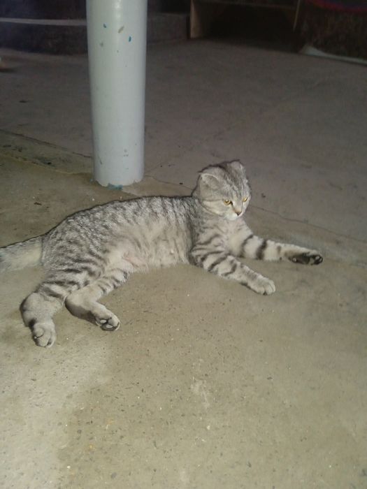 Отдам котят  бесплатно