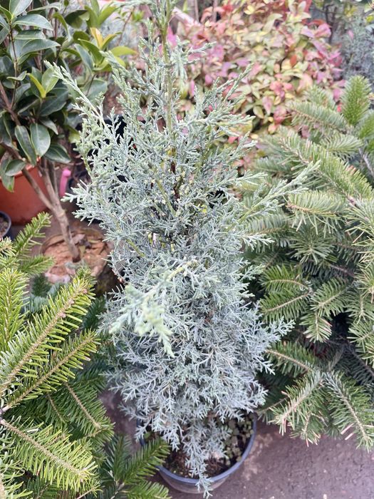 Кипарис аризонский- Италия