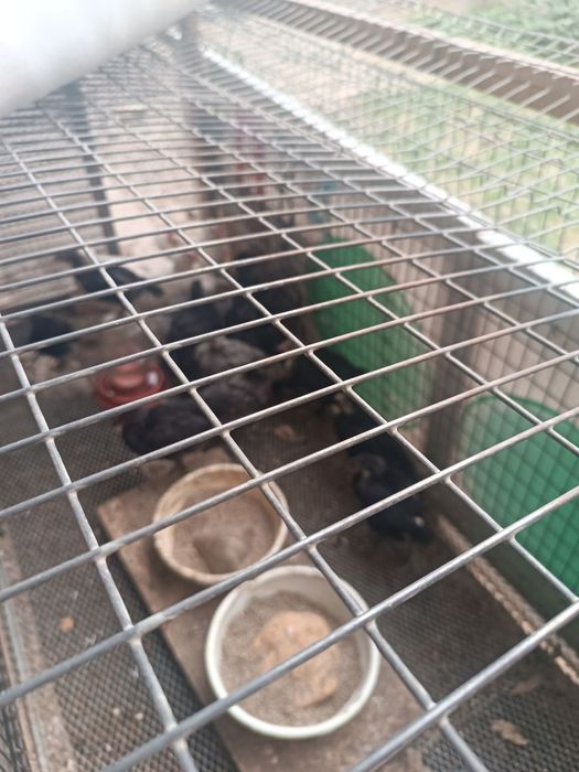 Tovuqlar narxi 120 000 mingda 150 dona bor kelishamiz tellefon qiluvri