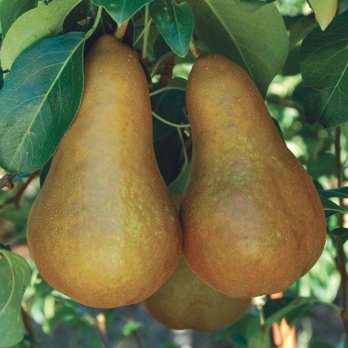 Pomi Fructiferi Străvechi Glia Strămoșească (Soiuri De Peri )