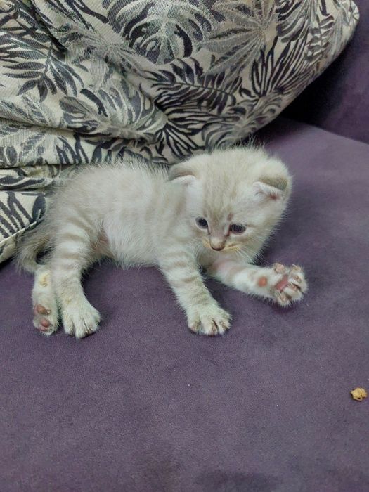 Котята бесплатно