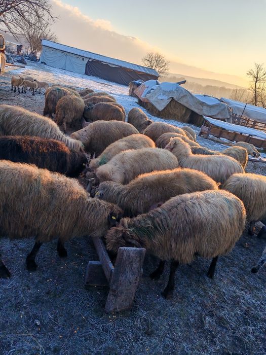 Vând  45 de oi cu miei