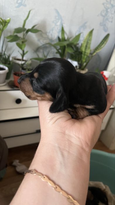 Щенки таксы (бронь)