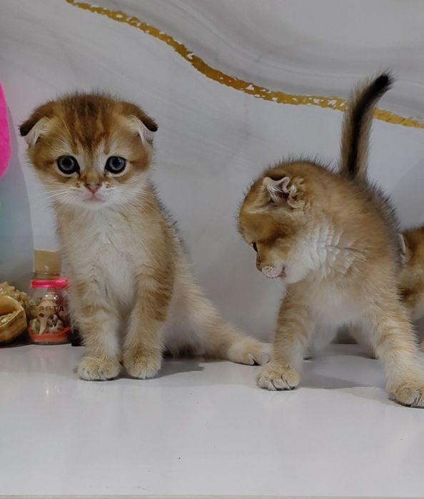 Золотые шиншиллы