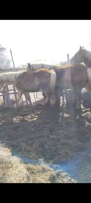 Продам лошадей тяжиков.