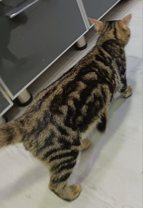 Отдам кота в добрые руки