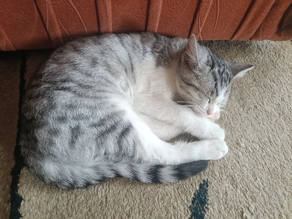 Отдам котенка в добрые руки
