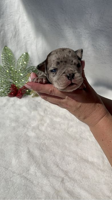 Американской булли