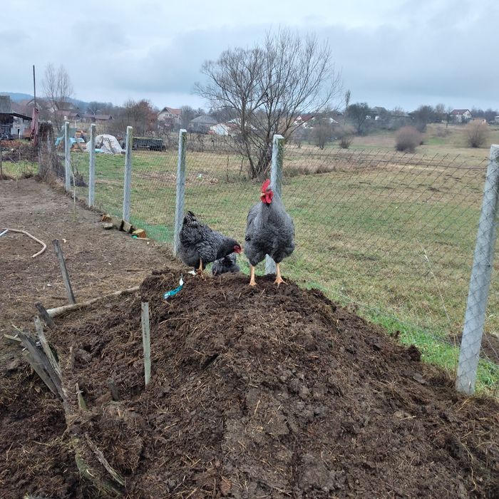 Vînd cocoș playmondh rok barat