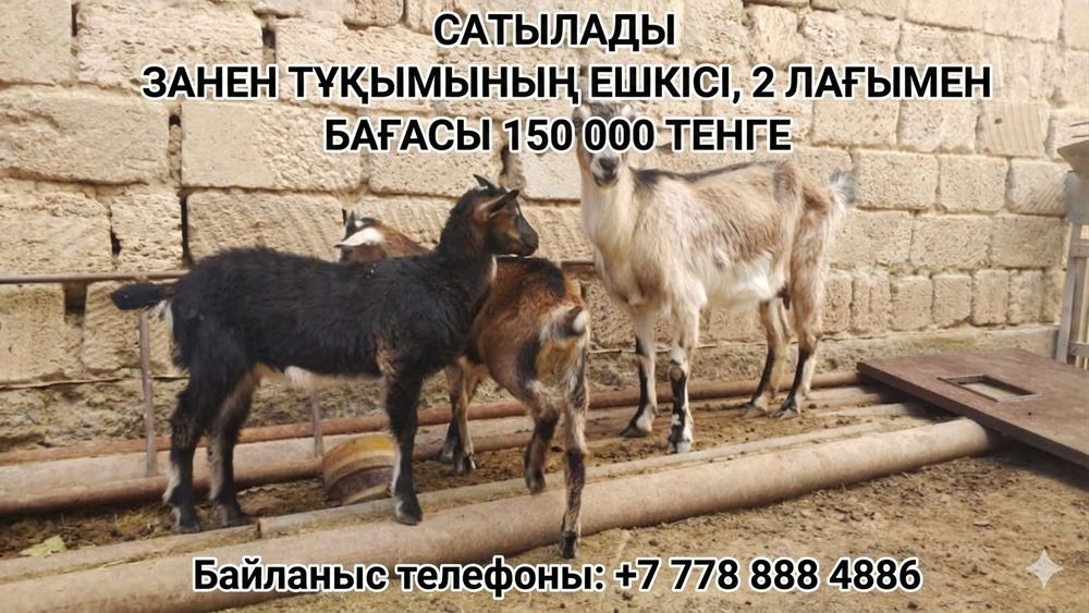 Асыл тұқымды ешкілер
