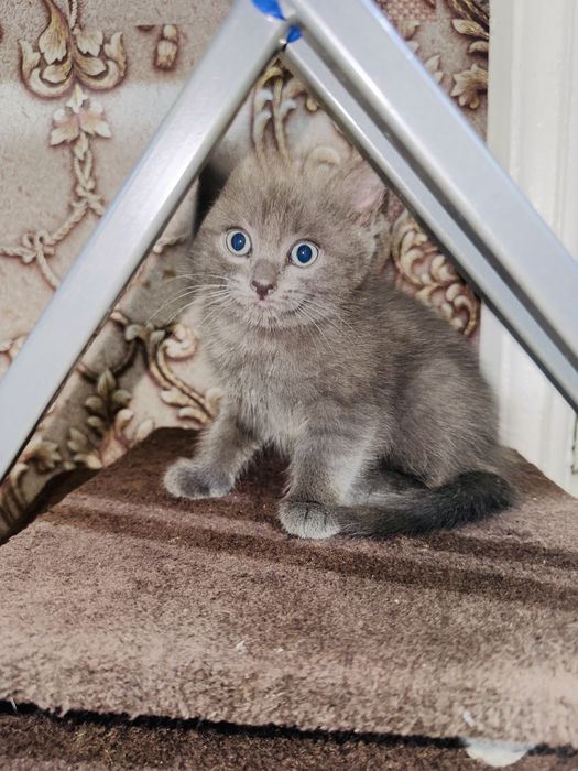 Отдам красивых кошечек