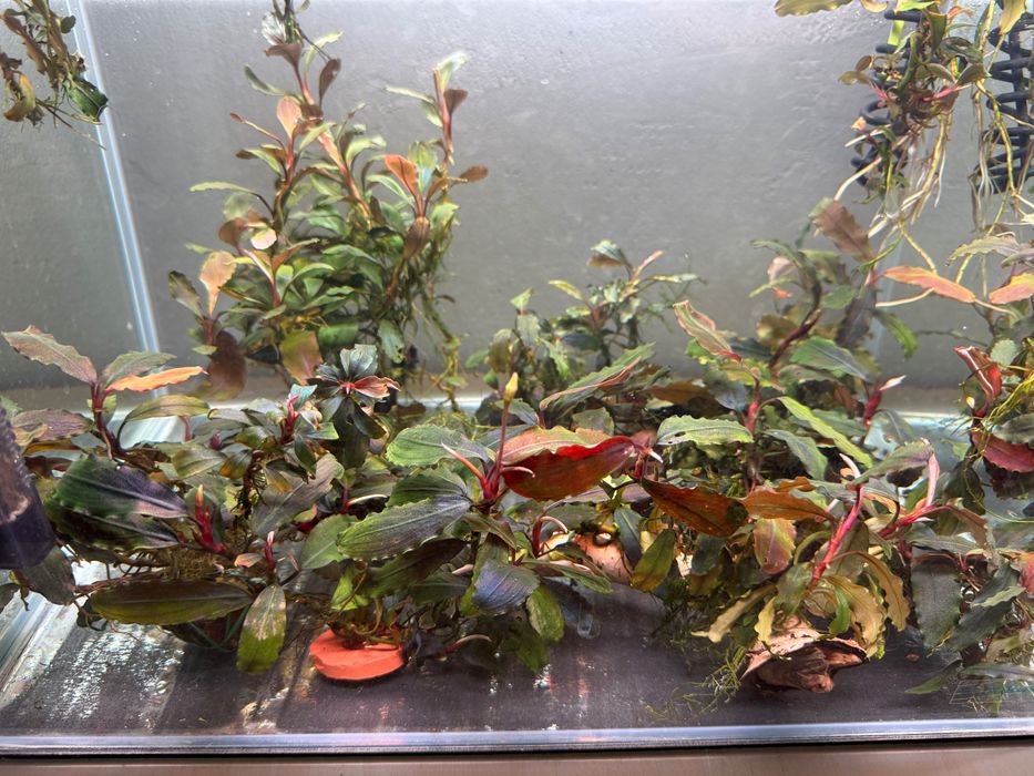 Plante acvariu bucephalandra