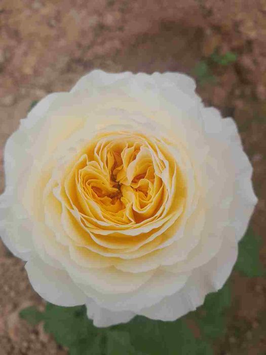 Atirgul ko'chatllariga zakaz olamiz