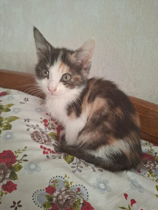 Котята 2-2,5 месяца