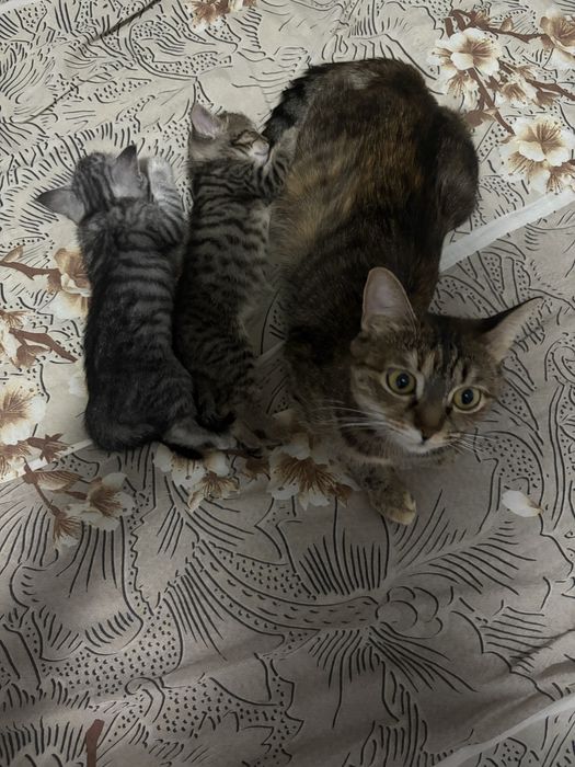 Отдам котят в добрые руки(кошка кот)