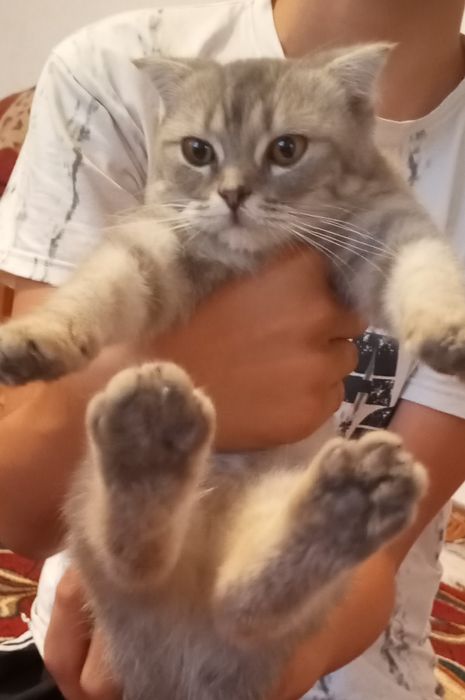 SCOTTISH FOLD toza zotli mushukchasi sotiladi
