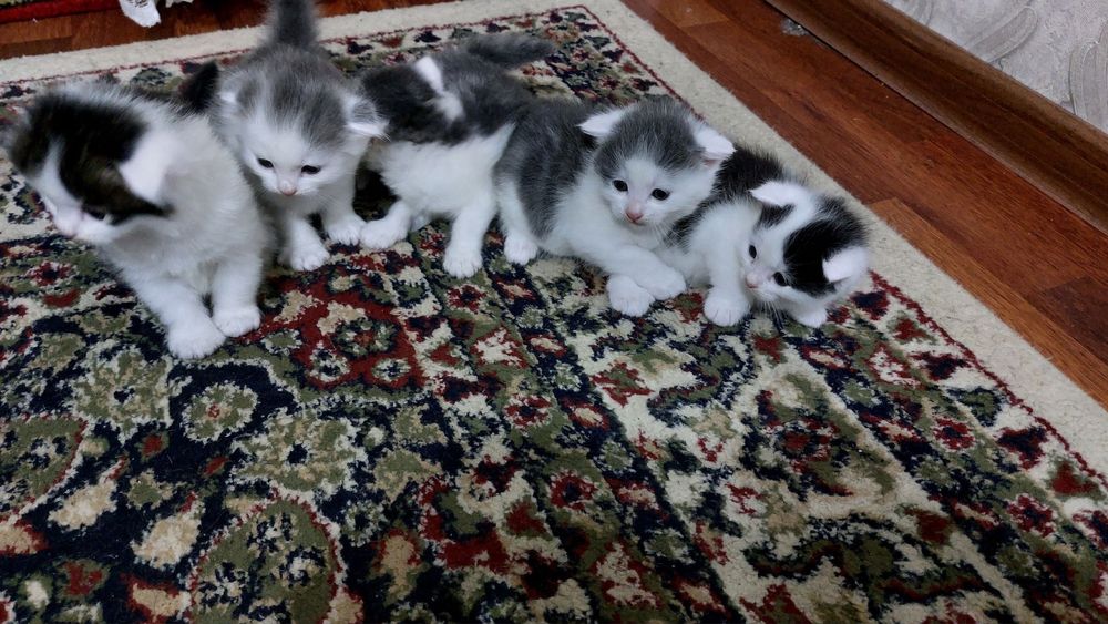 Скоттиш Фолд котята