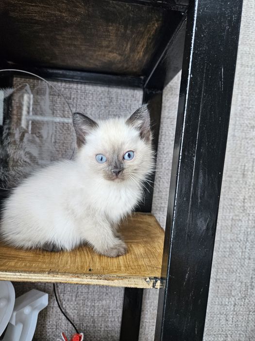 Отдам котёнка мальчик