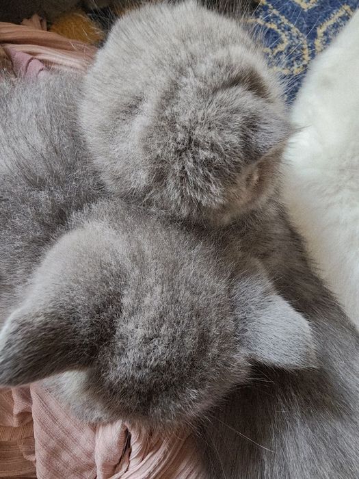 Toza qonli Scottish fold va straytlar sotiladi