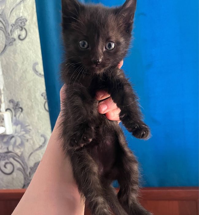 Отдам котят бесплатно черные