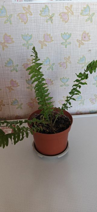 Папоротник папоротники