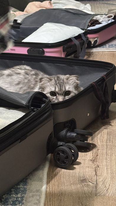 Продаю кота шотландца