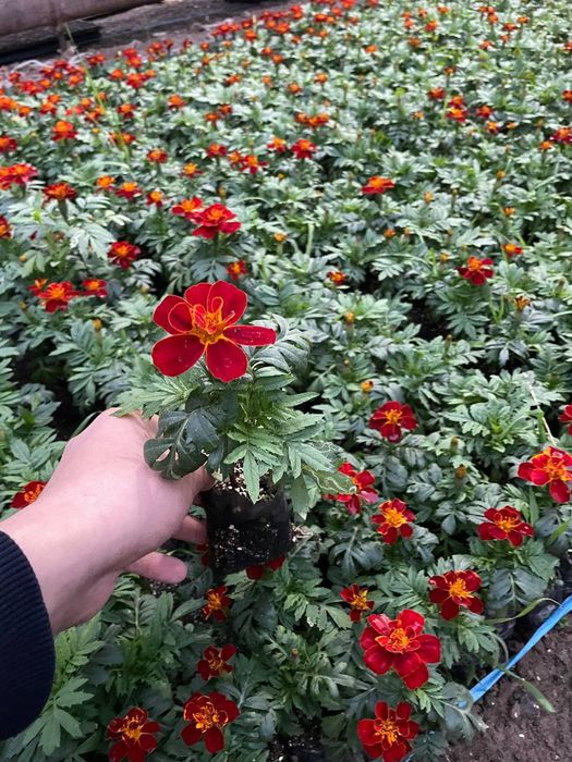 Bahorgi ekish uchun gullar keng asartiment