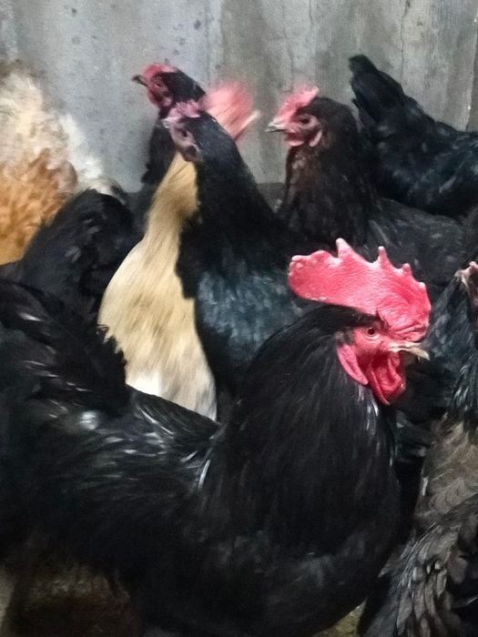 Яйца  инкубационный