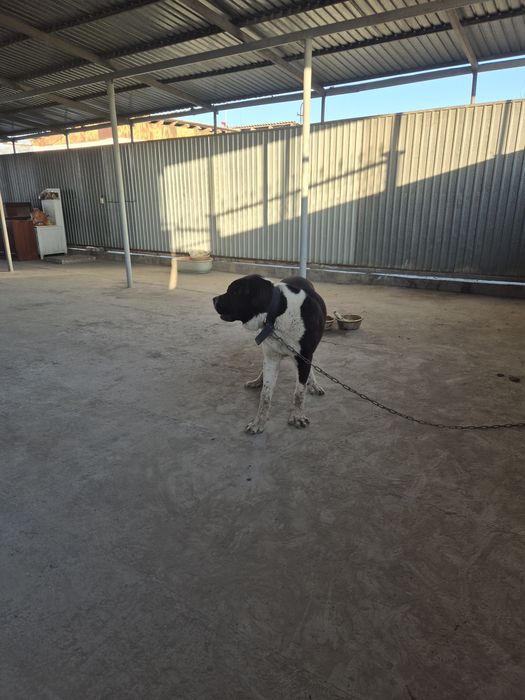 6 айлық алабай сатылады