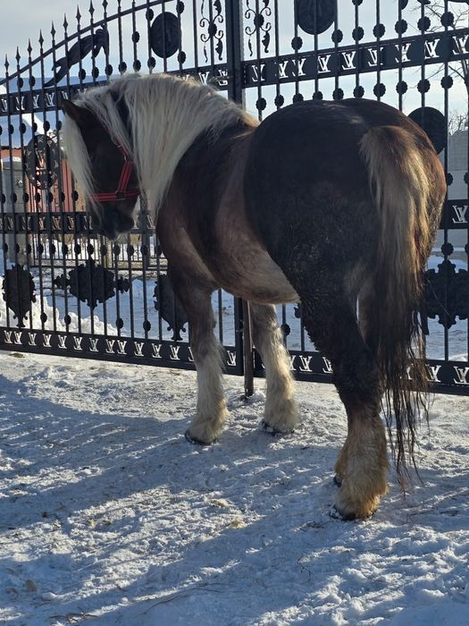 Vând mânză de 4 ani.