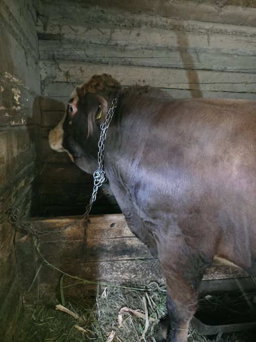 De vânzare taur pentru abator