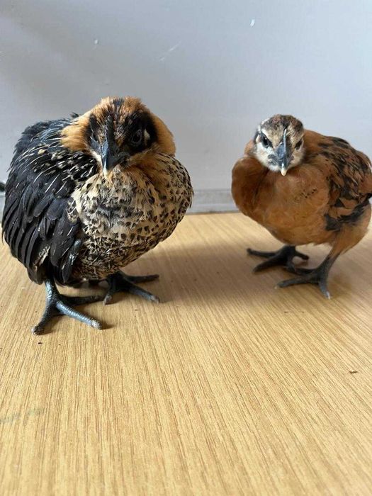 цыплята ,суточные и подрощенные