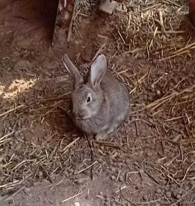 Damashniy quyon bolalari