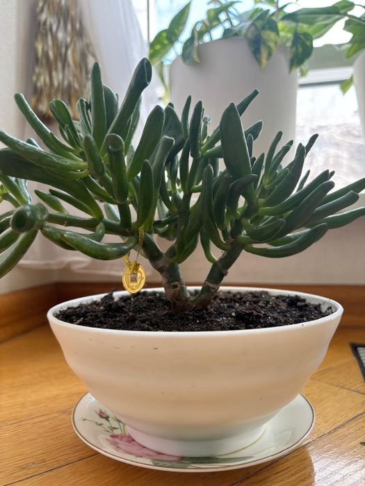 Домашнее растение