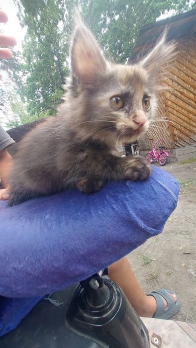 Отдам бесплатно котят